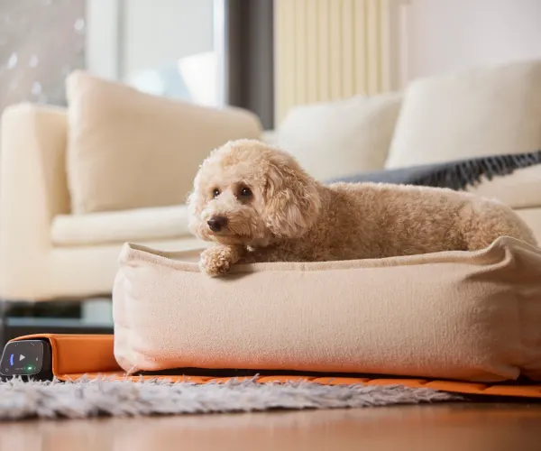 Dispositivo BEMER Dog Basic