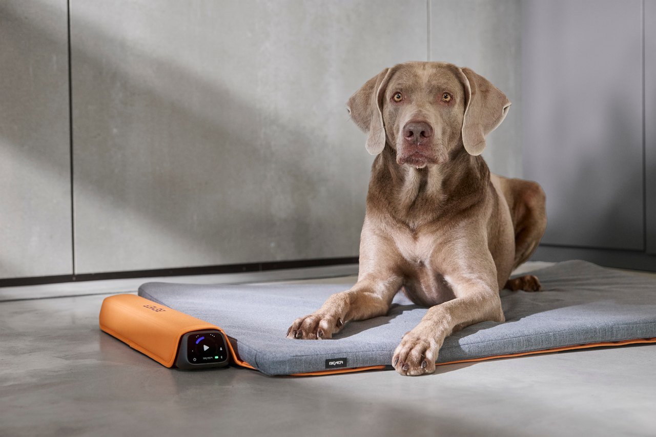 Perro Weimaraner sobre alfombrilla BEMER Dog