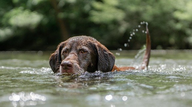 Alimentación Labrador Cachorro: Guía Completa para un C