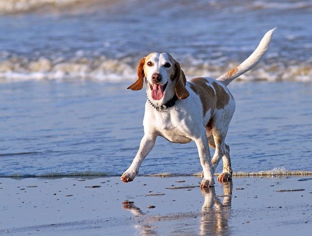 Todo sobre el carácter perro Beagle: guía de salud y cuidados