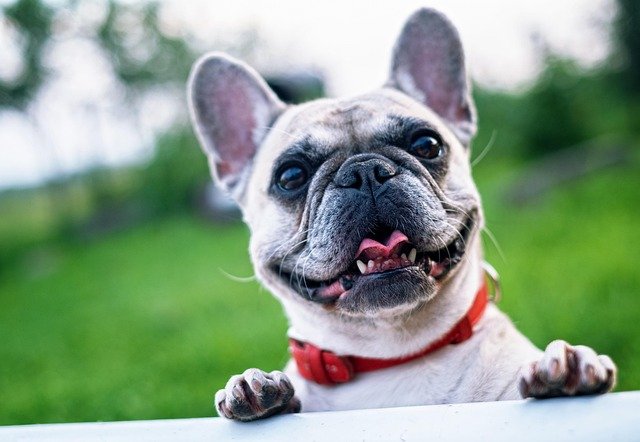 Comportamiento Bulldog Francés: Guía completa de temperamento y salud