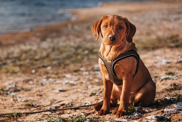 Comportamiento Labrador Adulto: Guía Completa para su Bienestar