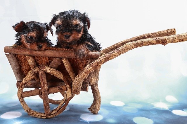Cuidados del pelo y alimentación de un Yorkshire Terrier: Guía