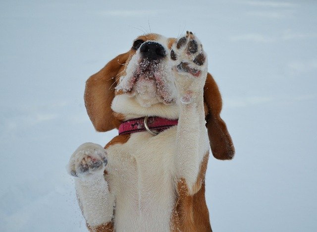 Guía esencial de cuidados perro Beagle: salud y bienestar