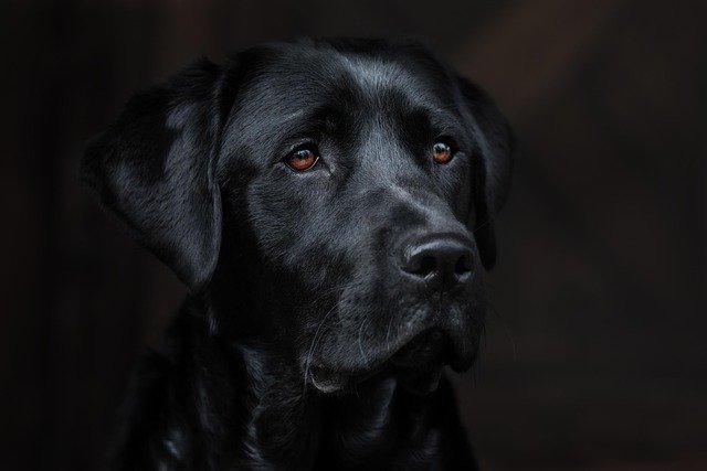 Displasia de Cadera en Perros