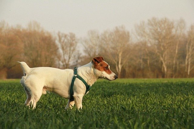 Ejercicio para perros: cuánto y cómo según la edad y salud