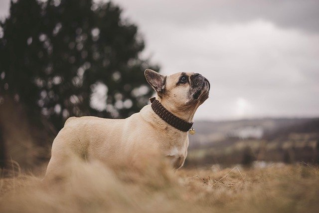 El Bulldog Francés y la Hipoxia Cerebral Periférica