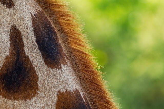 El Vínculo Humano-Canino: Efectos Vasodilatadores de la Oxitocina