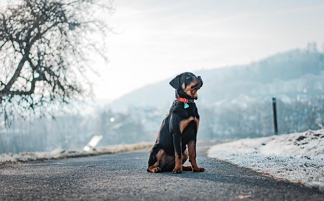Enfermedades hereditarias comunes del Rottweiler: Guía de Salud