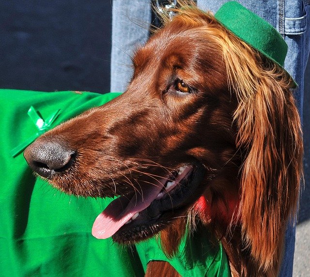 Enfermedades Hereditarias en Perros