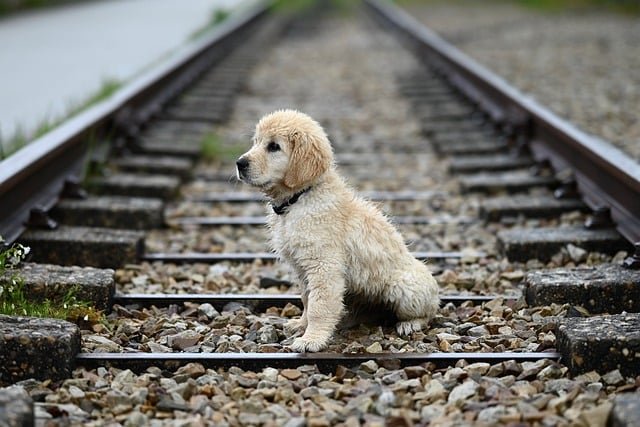 Entrenamiento Golden Retriever