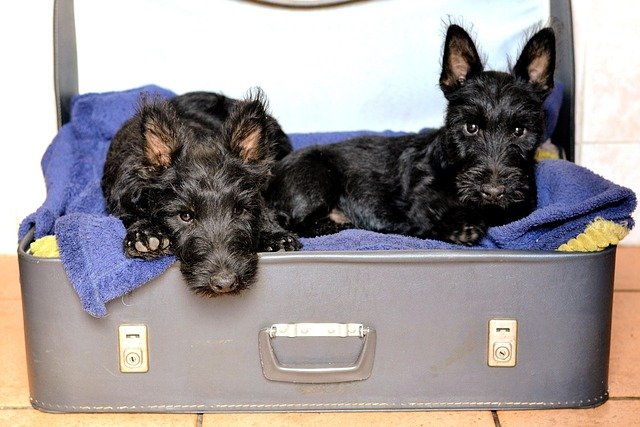 Hiperactividad y Shunts Microvasculares en Terriers