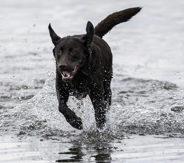 Labrador Retriever: Problemas de Salud Comunes y Cómo P