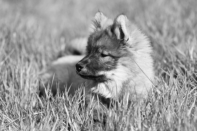 Mastocitoma Canino, Histamina y Microcirculación