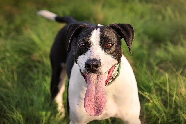 Microcirculación Canina: Clave para la Salud