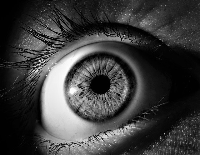Microvasculatura Ocular en el Perro: Uveítis, Glaucoma y Retinopatía