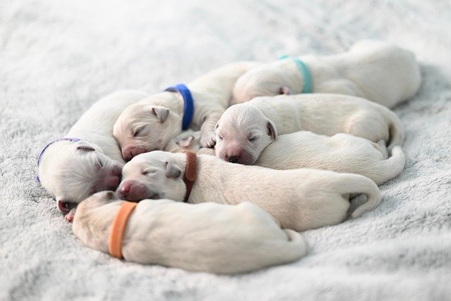 Perros de Caza: Optimización del Riego Sanguíneo Neuronal