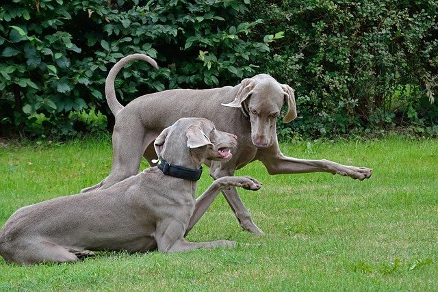 cómo prevenir enfermedades en perros consejos prácticos