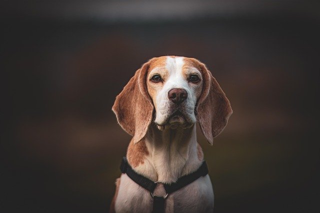Principales problemas de salud Beagle: Guía y cuidados esenciales