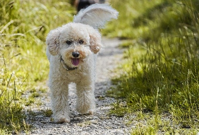 Problemas de salud comunes en Caniche: Guía de prevención