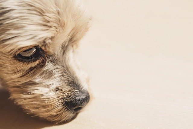 Problemas de salud frecuentes en Yorkshire Terrier: Guía completa