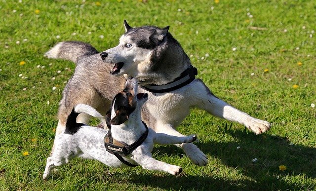 alimentacion jack russell terrier