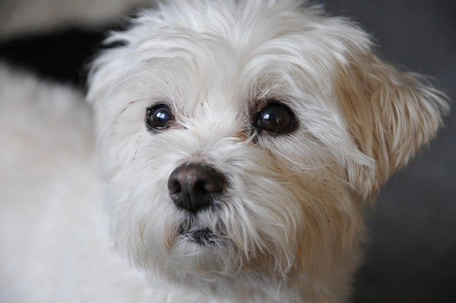 Carácter Bichon Frise Comportamiento