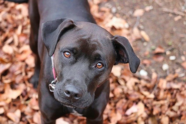 caracter boxer