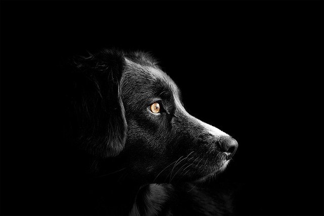 Carácter y Comportamiento del Border Collie: Guía Completa