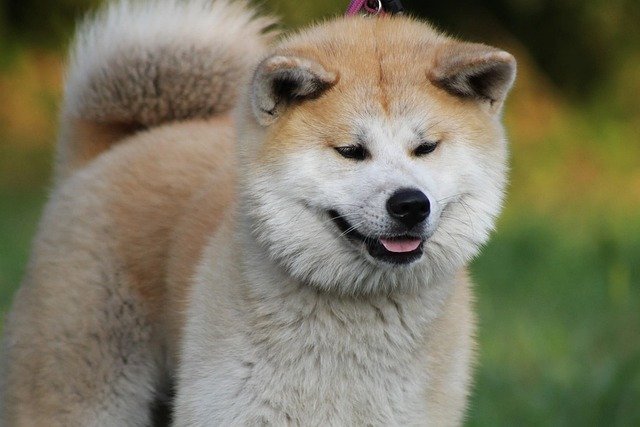 carácter del Akita Inu