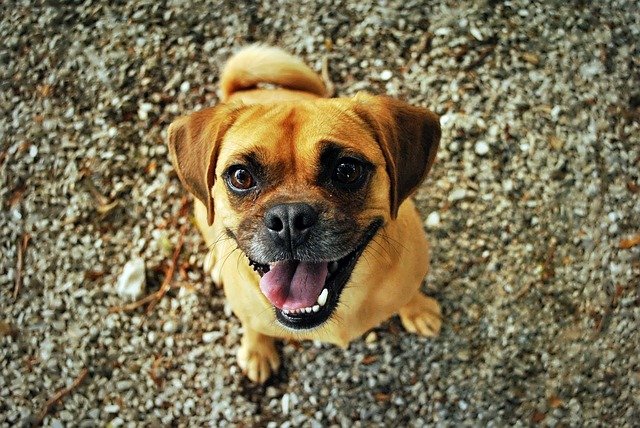caracter pug
