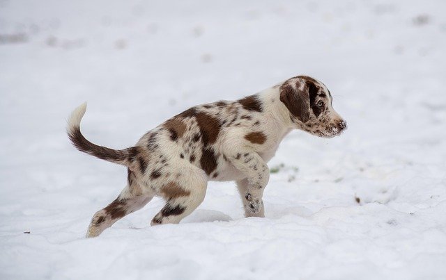 Carácter del Terranova: Guía de Educación de Cachorro