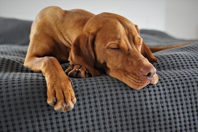 Carácter Vizsla educación: Guía completa para el Braco Húngaro