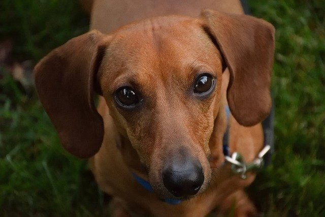 carácter y comportamiento perro salchicha