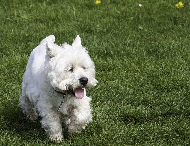 Carácter y educación West Highland Terrier: Guía completa