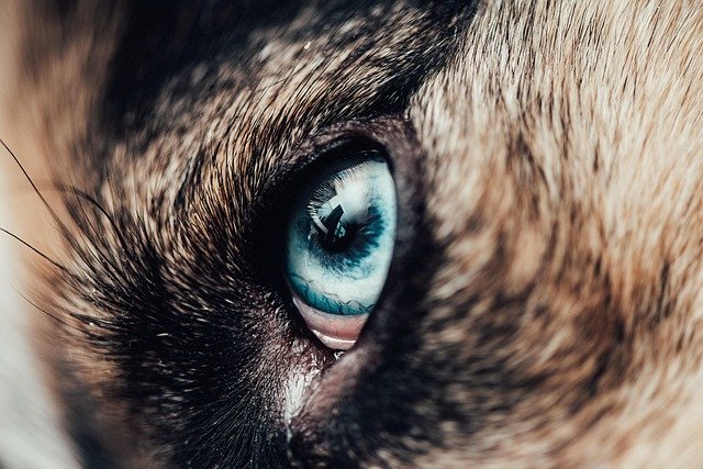 cuidados del pelaje husky siberiano