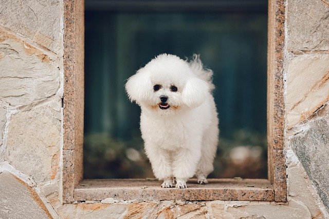 Cuidados del pelo bichón maltés: salud capilar y microcirculación
