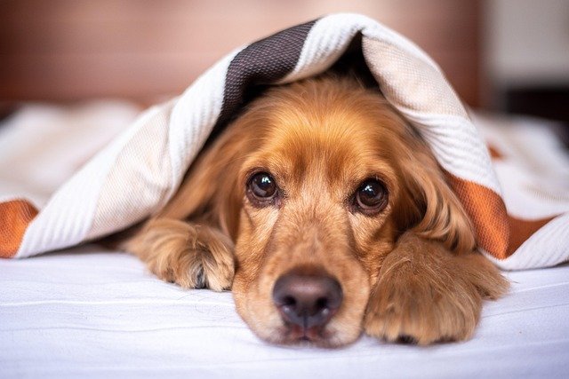 Cuidados del pelo Cocker Spaniel Inglés: Guía técnica y salud