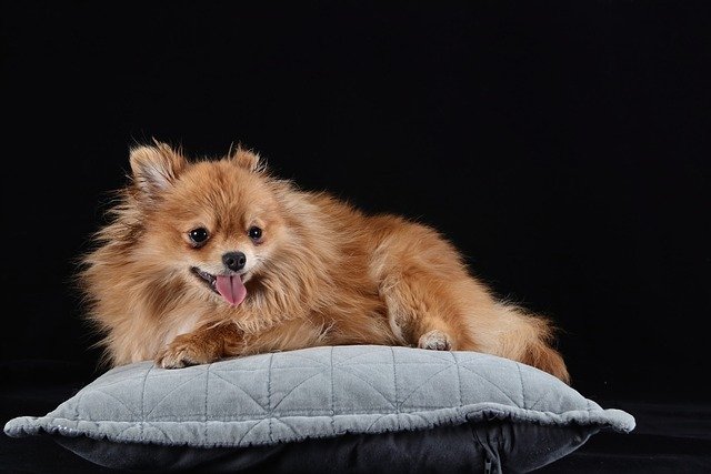 Cuidados del pelo de un pomerania: salud, brillo y vitalidad