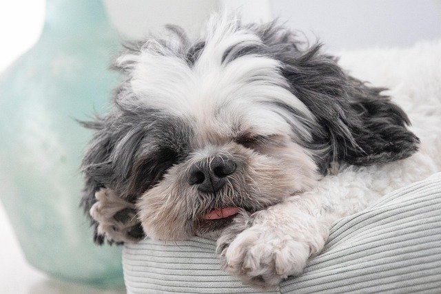 Cuidados del pelo de un Shih Tzu: Guía esencial para su salud