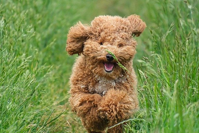 cuidados del pelo del caniche