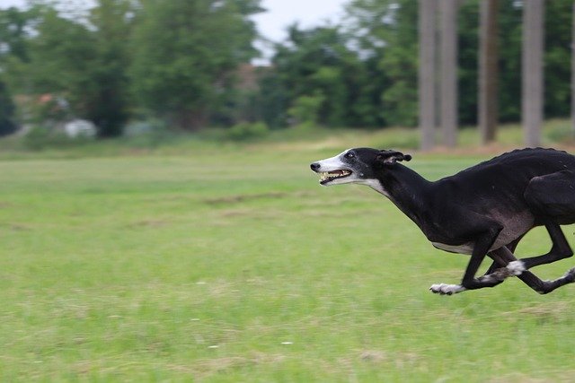 Cuidados Galgo Español: Salud y Bienestar