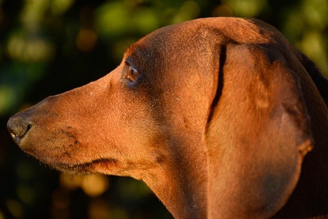 Cuidados del perro Teckel: alimentación, ejercicio y salud