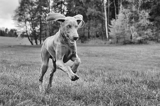cuidados perro weimaraner