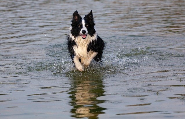 cuidados y alimentación border collie