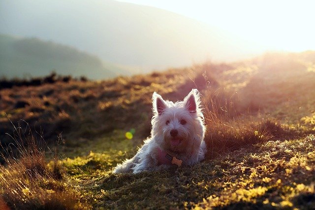 cuidados y alimentación west highland terrier