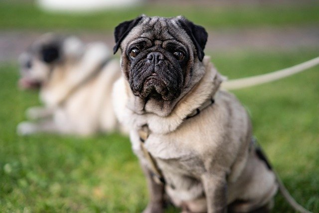 Enfermedades comunes del Pug: Guía de salud y cuidados esenciales