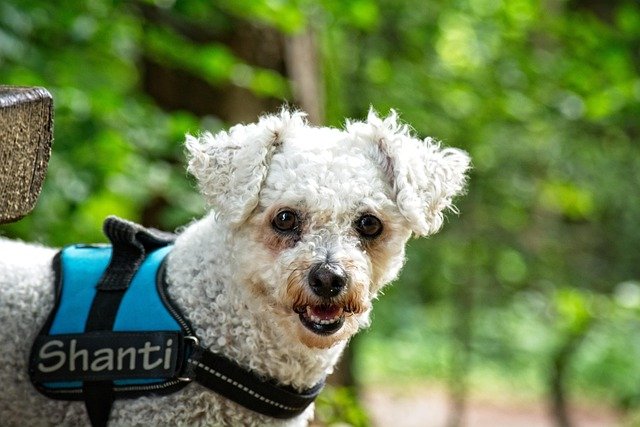 Enfermedades frecuentes del Bichón Frisé: guía de salud canina