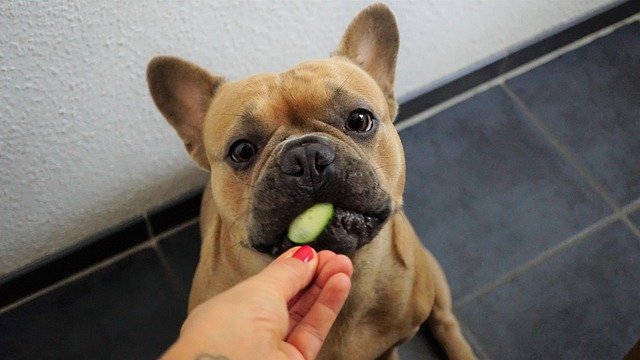 enfermedades genéticas bulldog francés