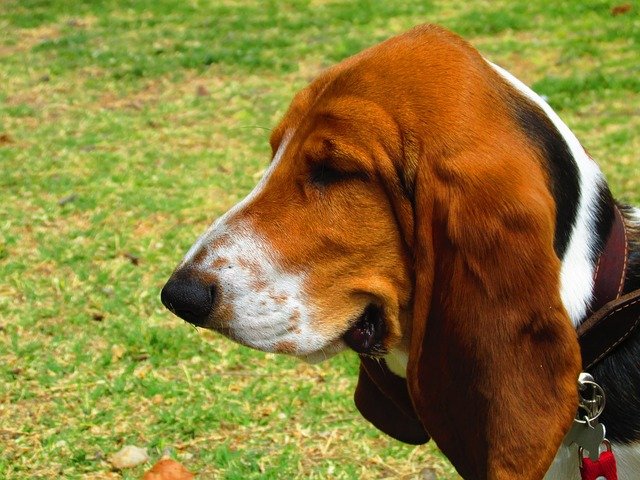 Enfermedades hereditarias Basset Hound: Guía de salud y cuidados
